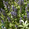 Ajuga reptans, Krybende Læbeløs