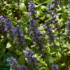 Ajuga reptans, Krybende Læbeløs