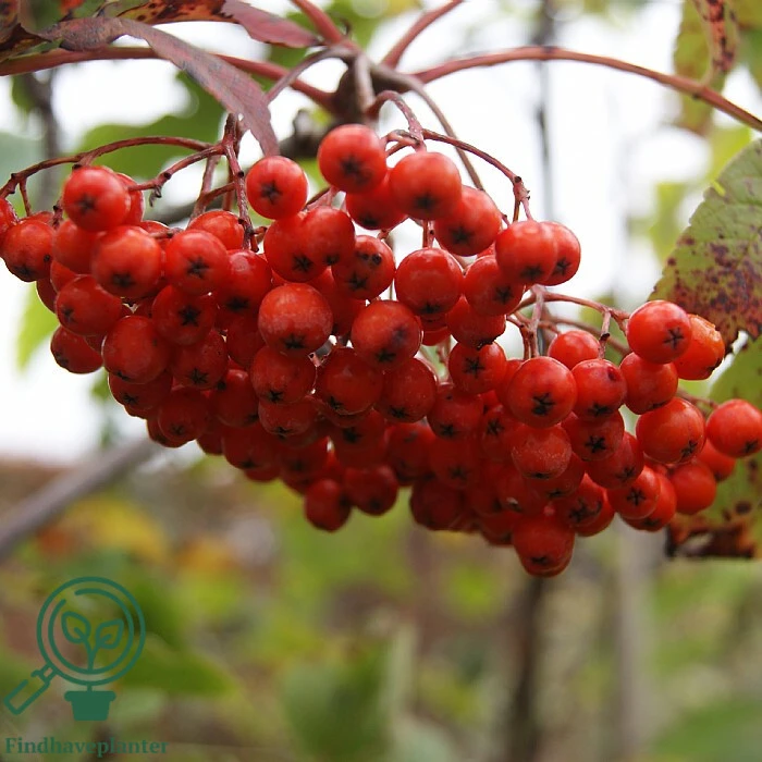 Sorbus aucuparia 'Sheerwater Seedling', Alm. røn