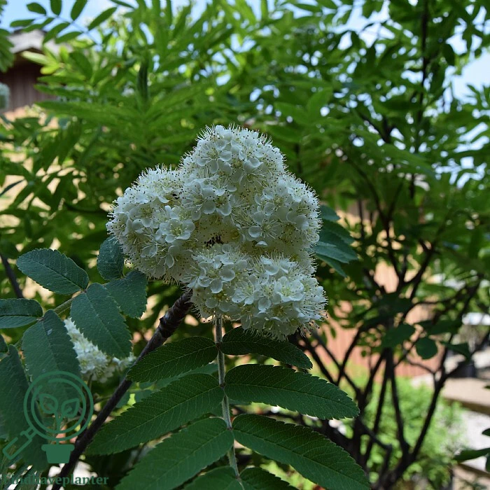 Sorbus aucuparia 'Sheerwater Seedling', Alm. røn
