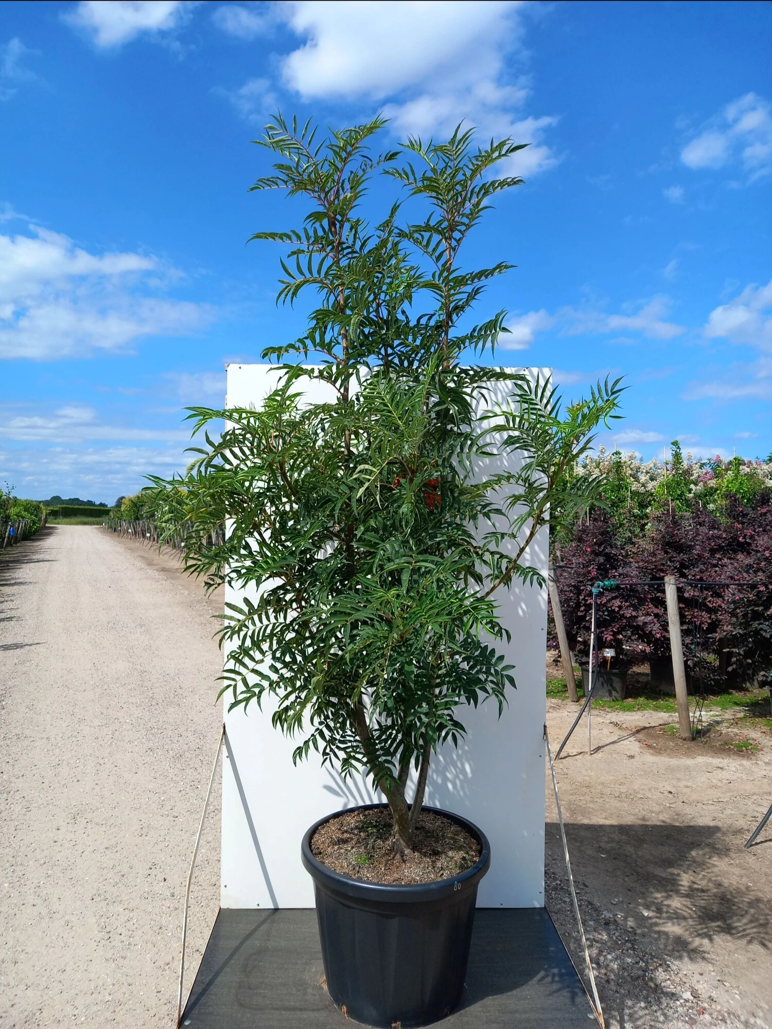 Sorbus 'Dodong', Koreansk Røn