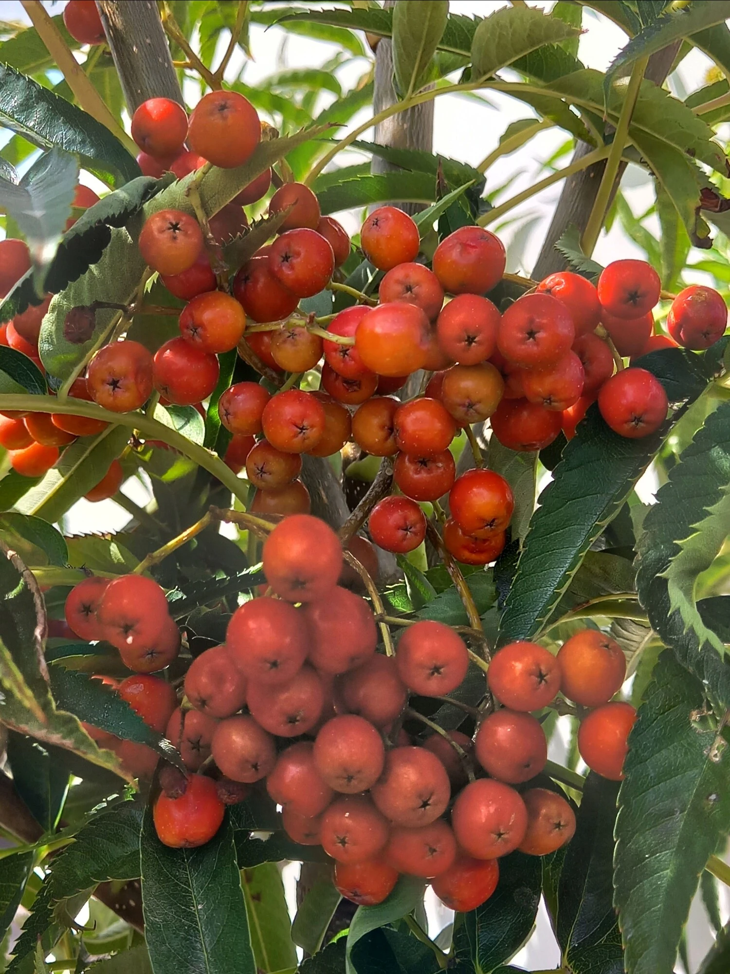 Sorbus 'Dodong', Koreansk Røn