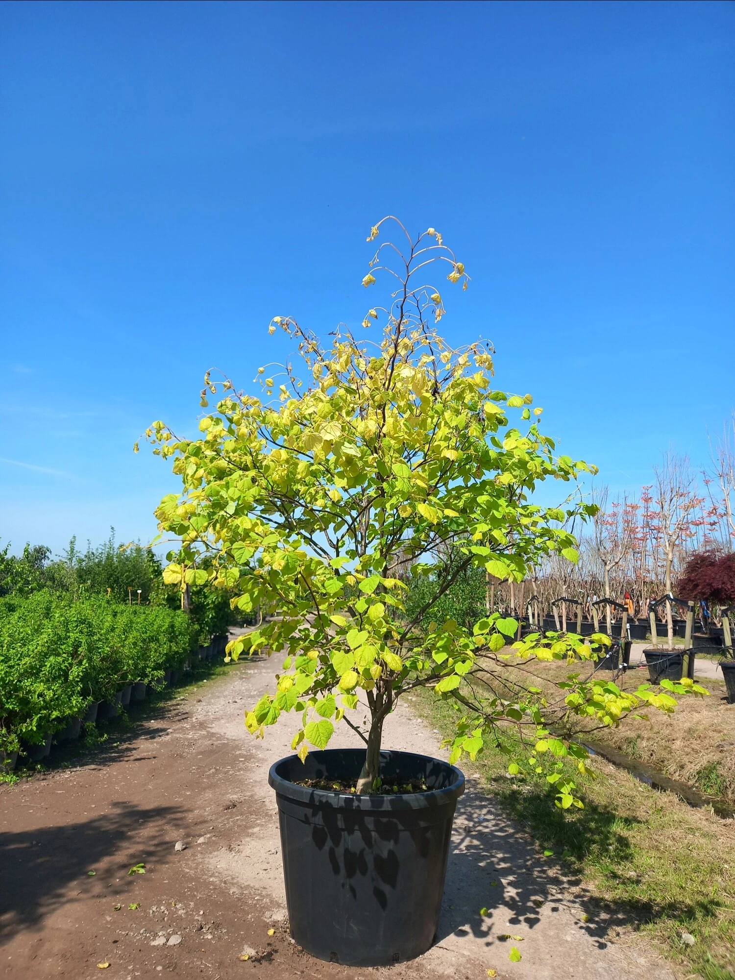Cercise Rising Sun Cercis can. ‘The Rising Sun’®,