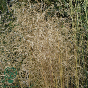 Deschampsia cespitosa 'Palava' frøsteril, Mosebunke