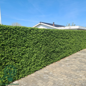 Ligustrum vulgare ‘Liga’, Alm. liguster (barrods)