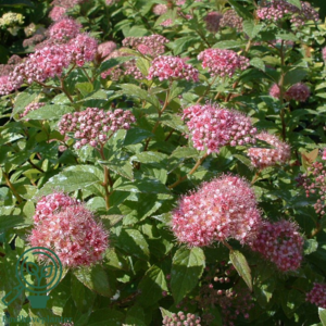 Spiraea jap. ’Little Princess’