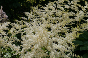 Astilbe japonica 'Deutschland', Pragtspir