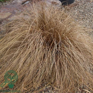 Carex buchananii, Star