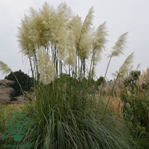 Cortaderia selloana 'Sunningdale Silver', Pampasgræs