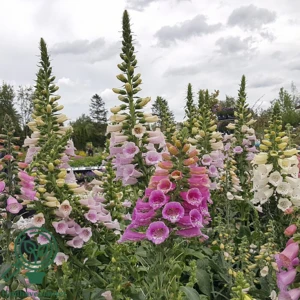 Digitalis purpurea, Fingerbøl