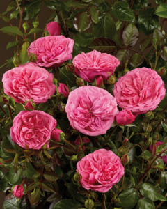 Rosa 'Berleburg™' Poulbella(N)