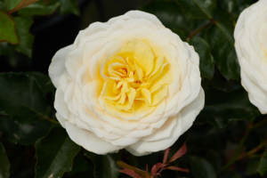 Rosa 'Gisila™' Poulren042