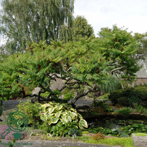 Rhus typhina
