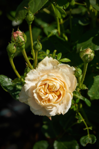 Rosa 'Nina™' Poulren018(N)