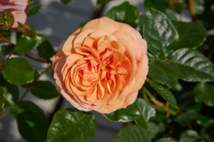 Rosa 'Zumba™' Poulcy025(N)