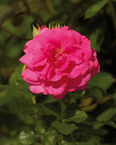 Rosa 'Avila 2012™' Poulpal044