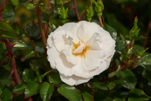 Rosa 'Diamond Border®' Pouldiram(N)