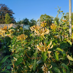 Lonicera caprifolium