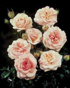 Rosa 'Dronning Margrethe™' Poulskov(N)