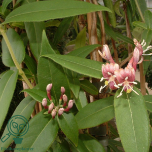 Lonicera henryi