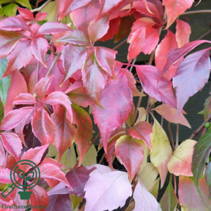 Parthenocissus q. engelmannii