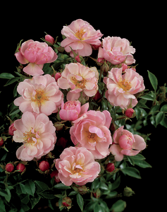 Rosa 'Gentle Cover®' Poullen(N)