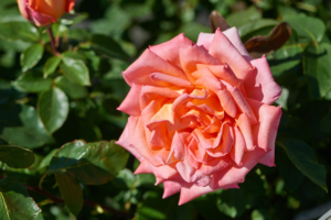 Rosa 'Victor Borge™' Poulvue(N)