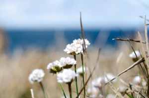 Armeria maritima 'Arvi', Engelskgræs