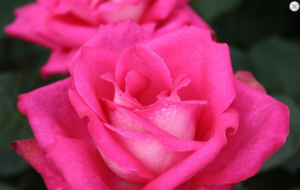 Rosa 'Acapella®'