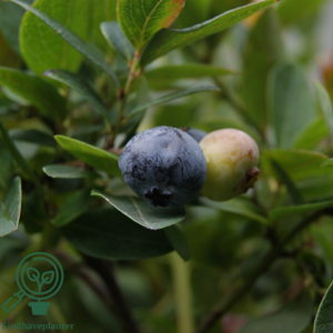 Vaccinium cor. 'Chandler', Amerikansk blåbær