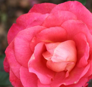 Rosa 'Thor Heyerdahl'