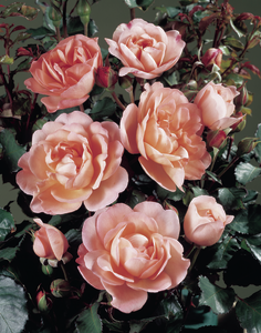 Rosa 'Sissel™' Poulen012®