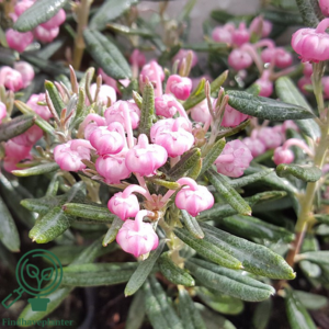 Andromeda polifolia 'Blue Lagoon', Rosmarinlyng