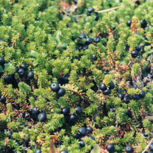 Empetrum nigrum ’Irland’, Revling