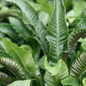 Asplenium scolopendrium, Hjortetunge