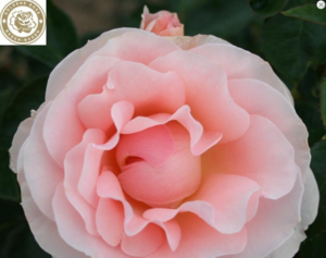 Rosa 'Royal Estelle™' Plant’n’Relax®