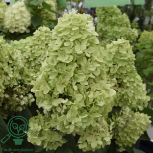 Hydrangea paniculata 'Panorama', Syrenhortensia