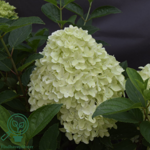Hydrangea paniculata 'Whitelight', Have-hortensia