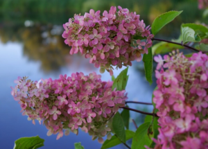 Hydrangea paniculata 'Pinklight', Have-hortensia