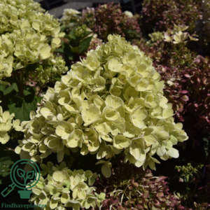 Hydrangea paniculata 'Pinklight', Have-hortensia