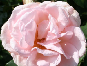 Rose 'Emmelie de Forest'