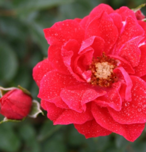 Rosa 'Lady in red™' Plant'n'Relax®