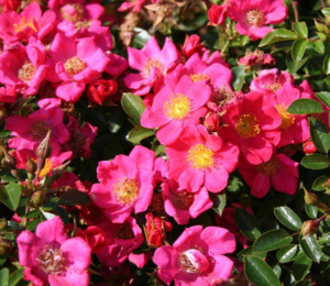 Rosa 'Tommelise®' (Kortenay)