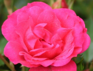 Rosa 'Viking'