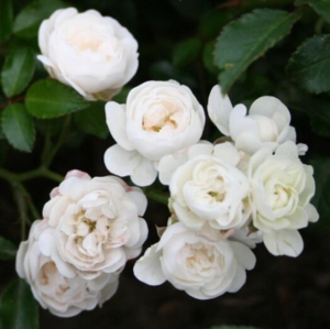 Rosa 'White Fairy'