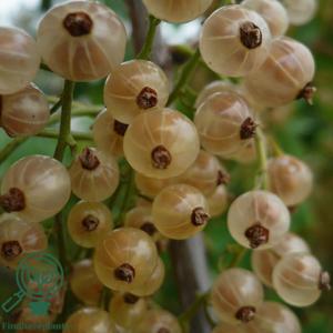Ribes rubrum 'Hvid Hollandsk', Ribs (barrods)