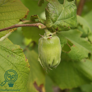 Corylus maxima 'Cosford', Storfrugtet hassel (barrods)
