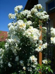 Rosa 'Climbing Schneewitchen'