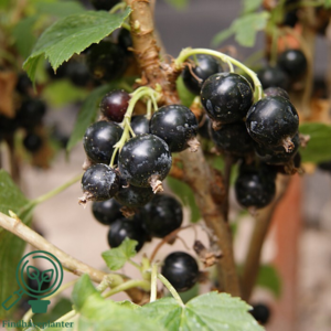 Ribes nigrum 'Ben Alder', Solbær (barrods)