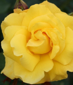 Rosa 'Goldstern®' (Tantern)